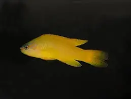 Yellow Assessor; Aus. – Assessor flavissimus - Fish