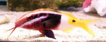 Fiji Bicolor Goatfish Parupeneus barberinoides
