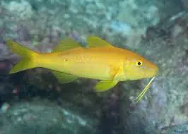 Fiji Yellow Goatfish Parupeneus cyclostomus
