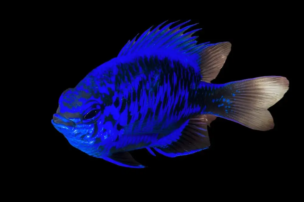 Springeri Damsel Chrysiptera springeri - Fish
