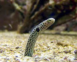 Green (Hass) Garden Eel – Heteroconger hassi - Fish
