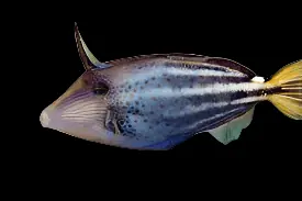 Atlantic Orangespotted Filefish Cantherhines pullus