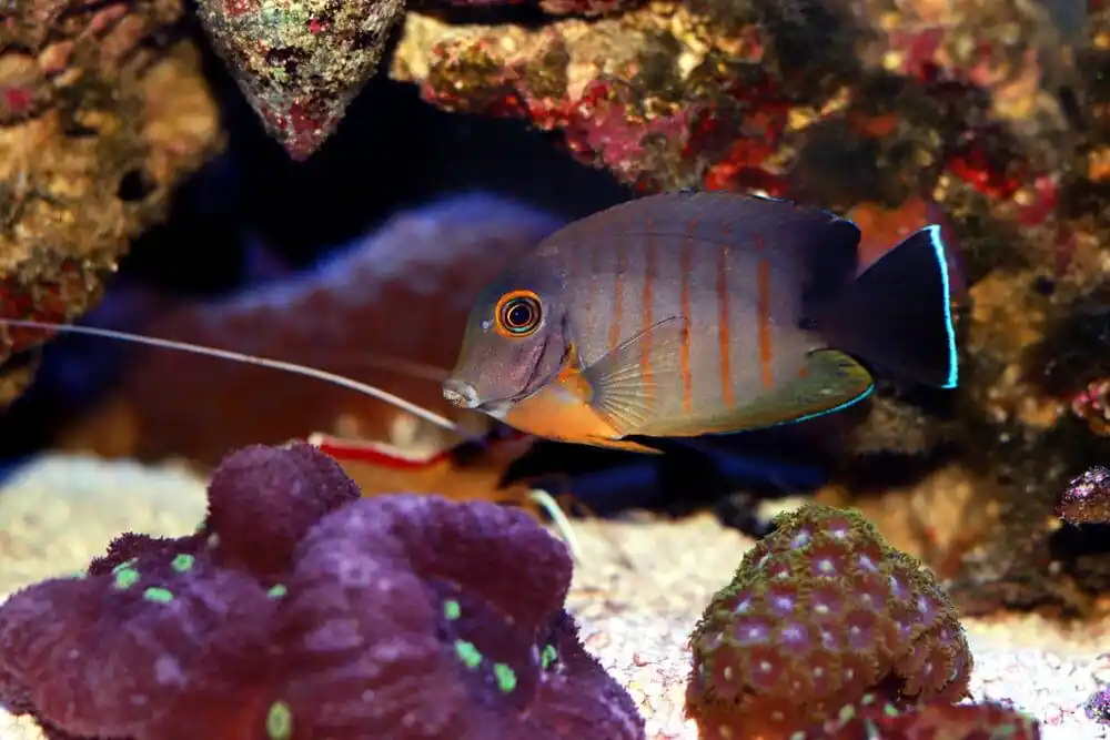 Eibli Mimic Tang Indian Ocean Acanthurus tristis - Fish