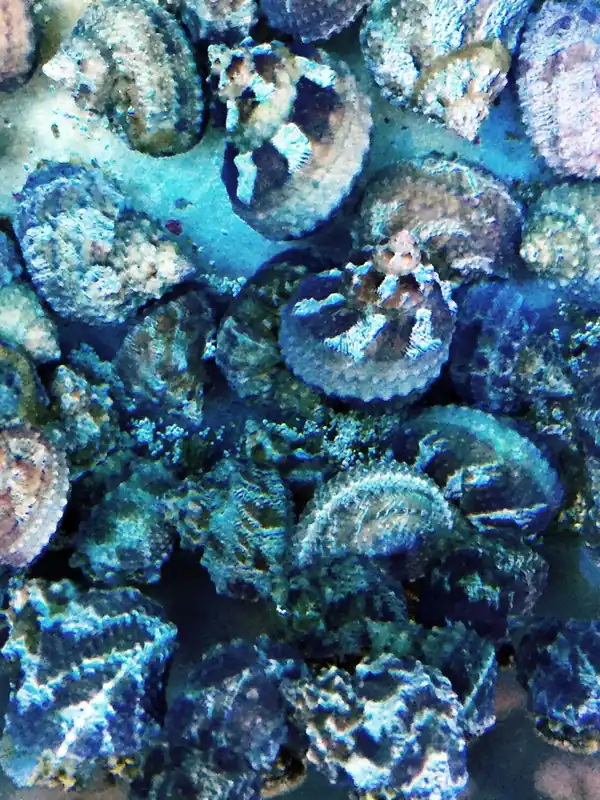 Cat Eye Snail - Turbo sp