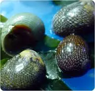 Nerite Snail – Nerite sp - Invertebrates