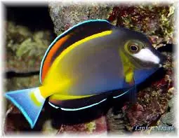Powder Brown Tang Acanthurus japonicus - Fish