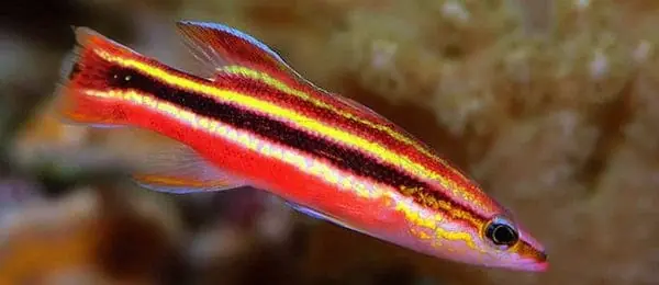 Rainbow Basslet – Liopropoma fasciatum - Fish