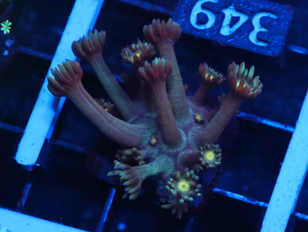 C351 – ALMOST WYSIWYG – CONDITIONED YELLOW EYE GONI - Saltwater