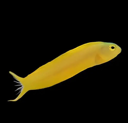 Canary Blenny Yellow Fiji Meiacanthus oualaunensis - Fish