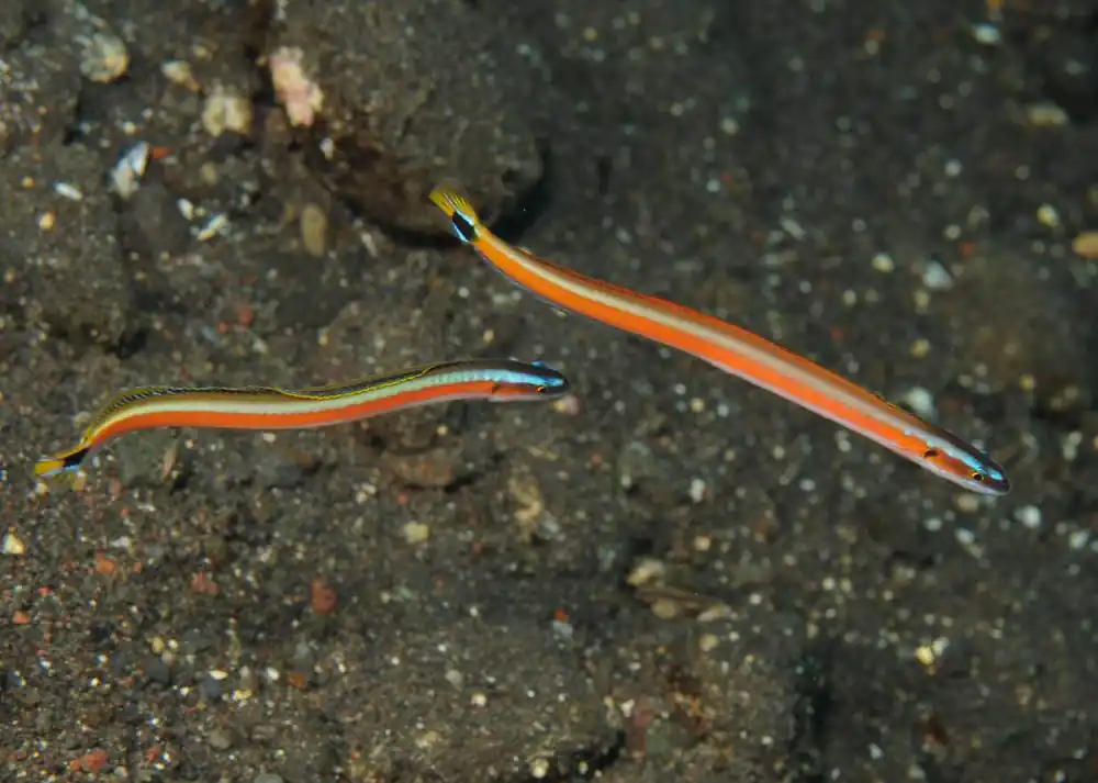 Red Striped Worm Goby Gunnellichthys curiosus - Fish
