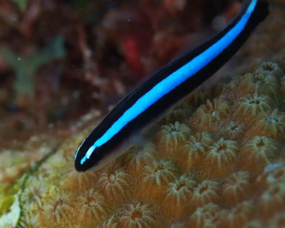 Atlantic Bluestripe Neon Goby Gobiosoma oceanops - Fish