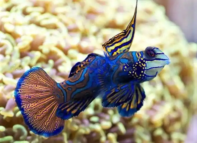 Green Mandarin Goby Synchiropus splendidus - Fish