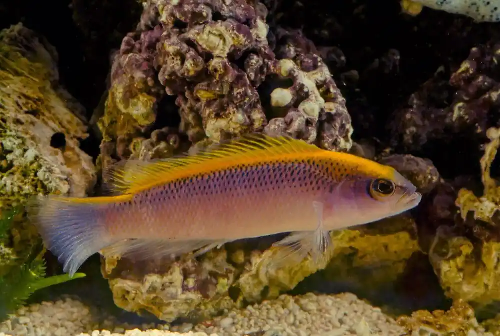 Sunrise Dottyback Captive-Bred Pseudochromis flavivertex