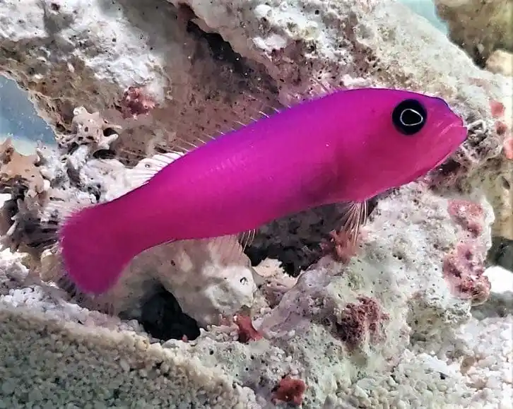 Strawberry Purple Dottyback Pictichromis porphyreus - Fish