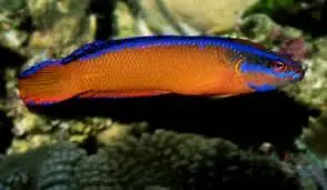 Aldabraensis Neon Dottyback Pseudochromis aldabraensis - Fish