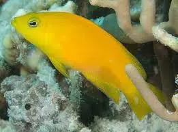 Yellow Chromis Pseudochromis aureus - Fish
