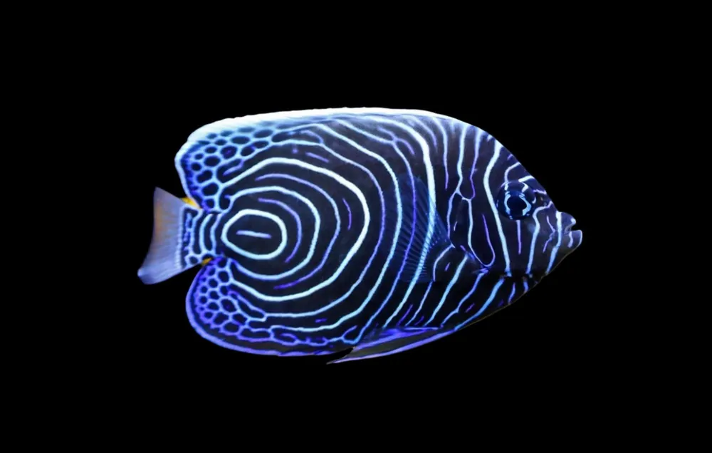 Emperor (Imperator) Angelfish Juvenile Pomacanthus imperator