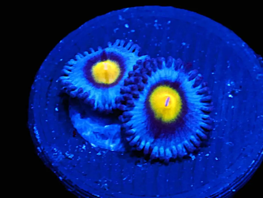 WWC AOI Zoa; Cultured – Zoanthid sp - Corals