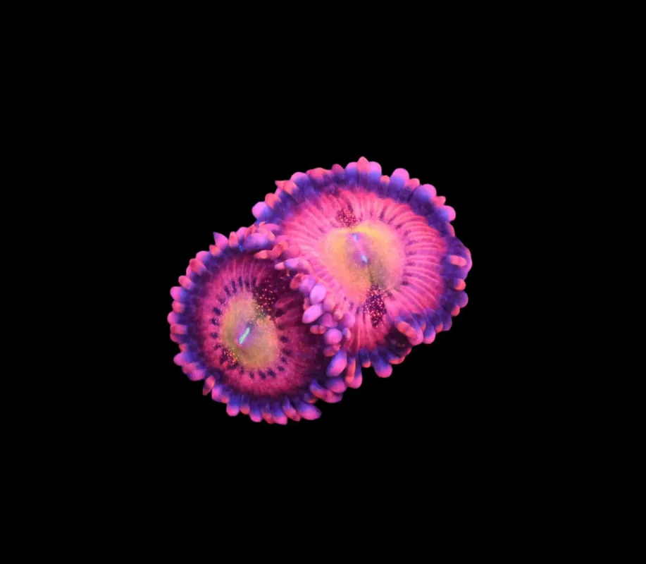 Halle Berry Zoa; Cultured - Zoanthid sp.