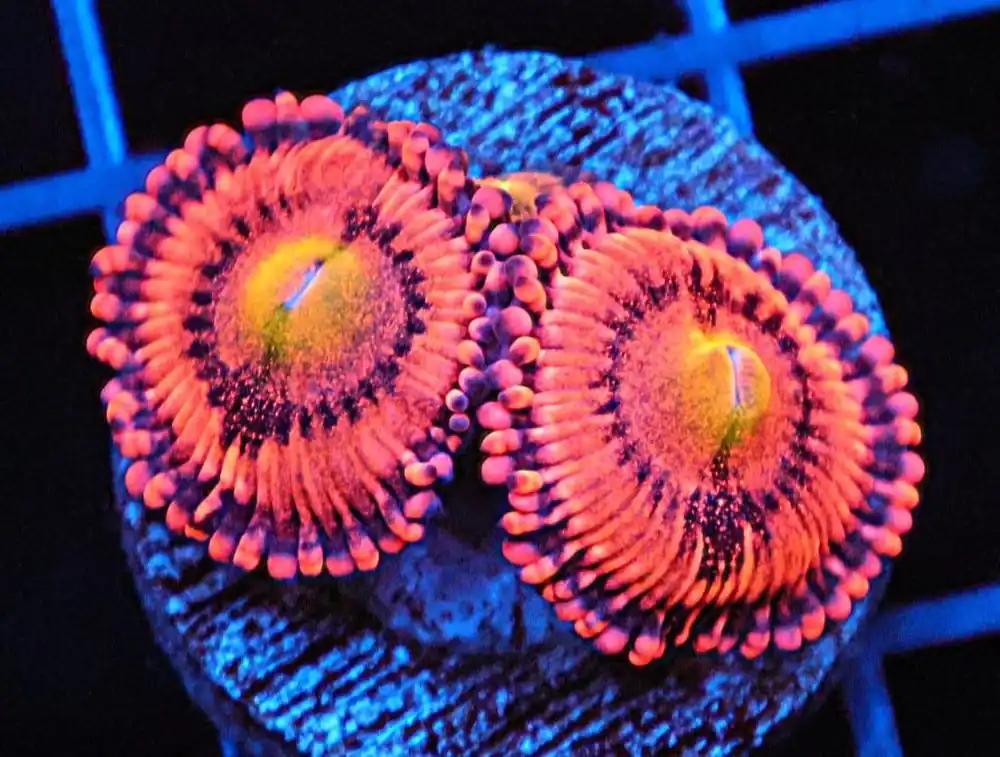 Screwdriver Zoa; Cultured - Zoanthid sp