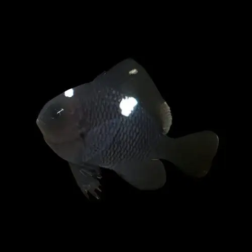 Domino Damselfish Dascyllus trimaculatus