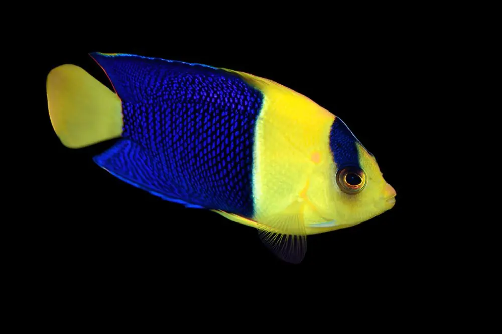 Bicolor Angel – Centropyge bicolor - Fish