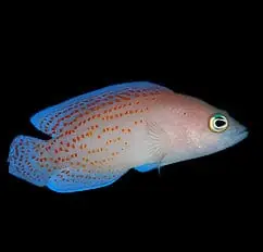 Red Spotted Dottyback Male Pseudochromis sp. - Fish