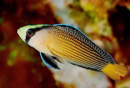 Splendid Dottyback Pseudochromis splendens - Fish