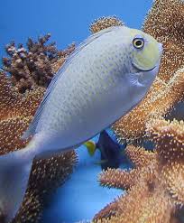 Spotted Unicorn Tang Naso brevirostris - Fish
