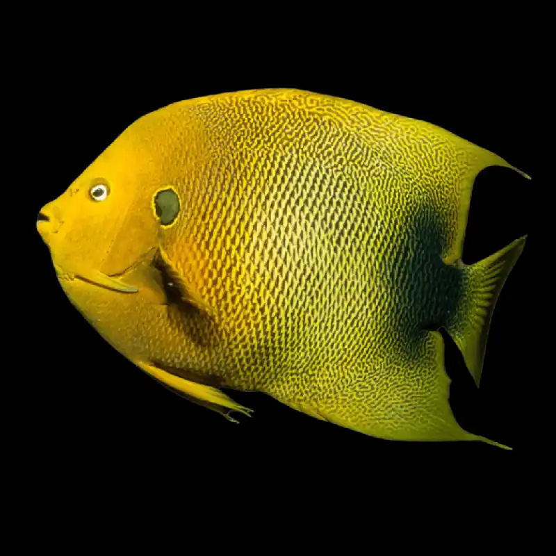 Africanus Angelfish Holocanthus africanus