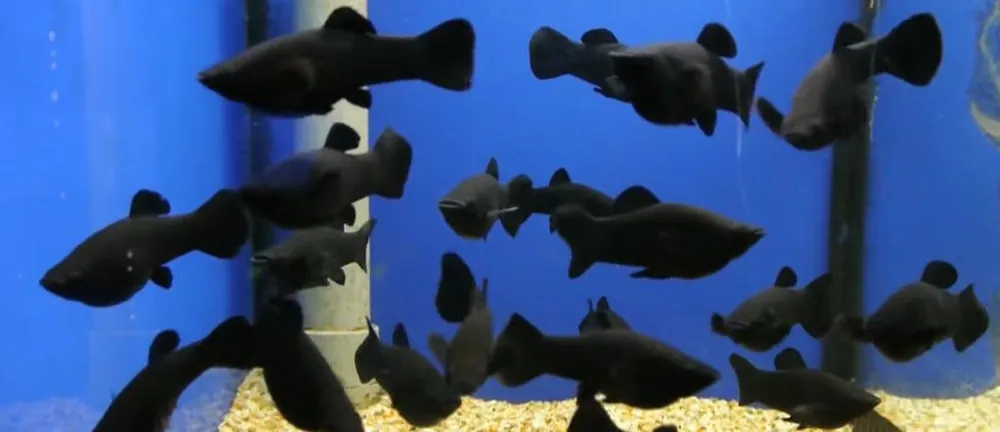 Black Molly; Saltwater – Poecilia latipinna - Fish