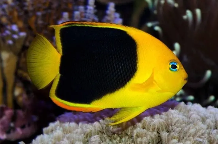 Rock Beauty Angelfish Atlantic Holacanthus tricolor