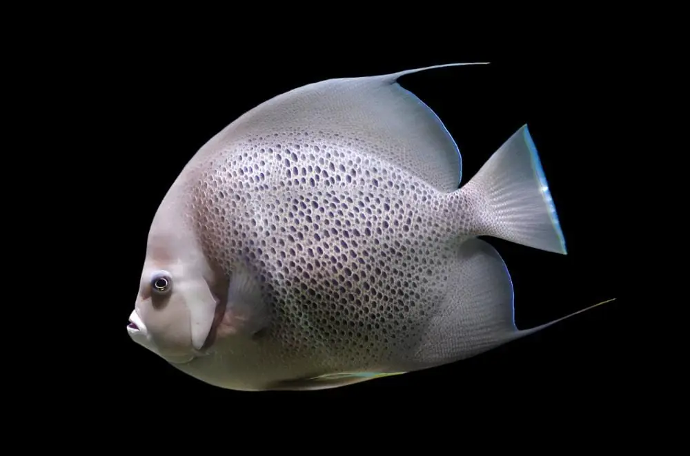 Black Grey Angelfish Atlantic Pomacanthus arcuatus
