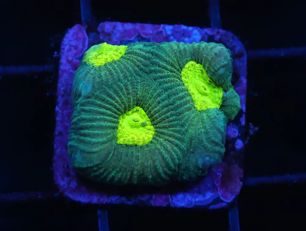 C359 – ALMOST WYSIWYG – CONDITIONED LEMON LIME FAVIA - Saltwater