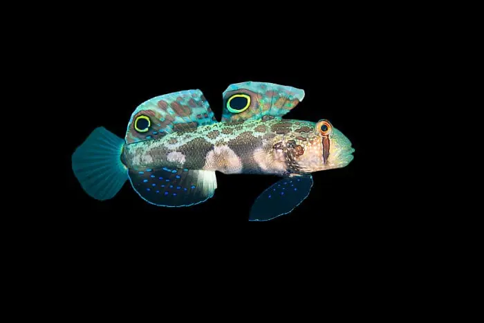 Twinspot Goby Signigobius biocellatus - Fish