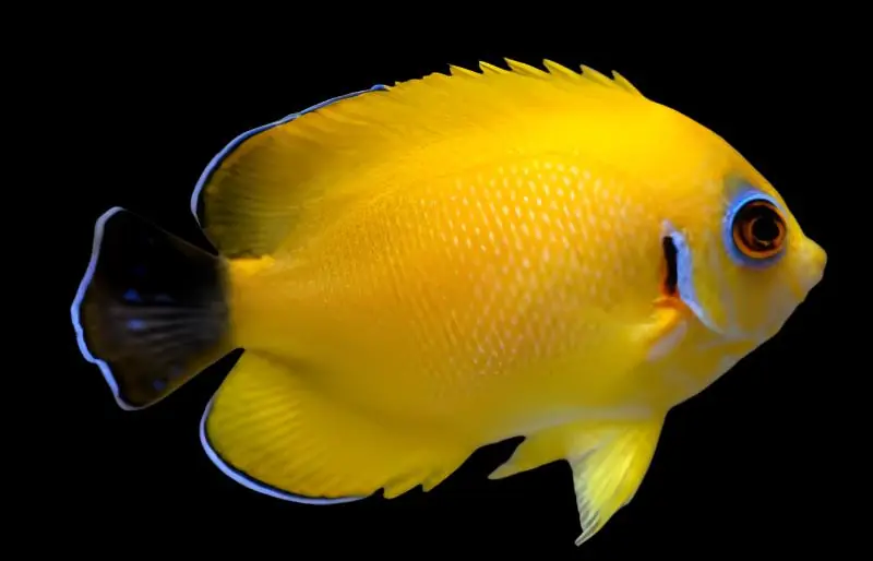Blacktail Lemonpeel Angelfish Hybrid Super Centropyge flavissima x vrolicki