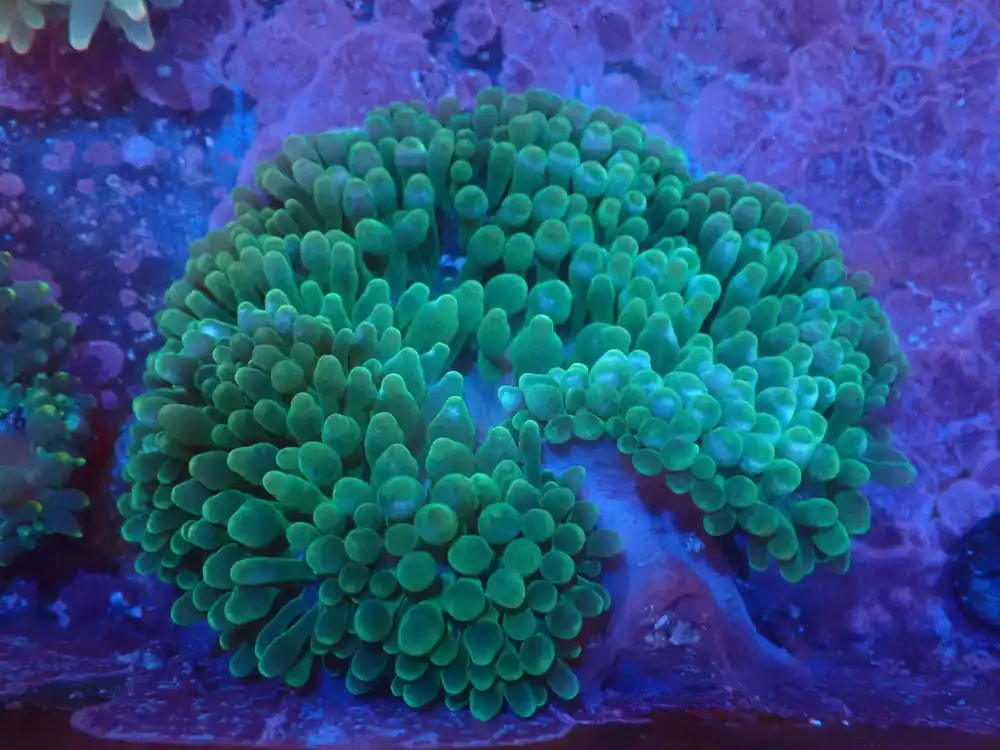 Bubble Anem; Purple Base; Green – Entacmaea quadricolor - Invertebrates