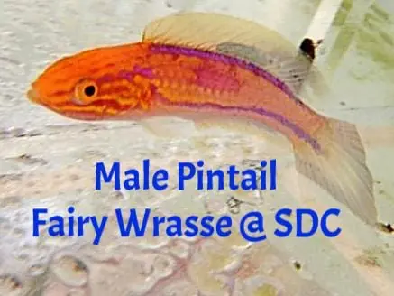 Pintail Fairy Wrasse Male Cirrhilabrus isosceles - Fish