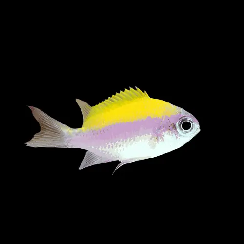 Atlantic Sunshine Chromis Damselfish Chromis insolata