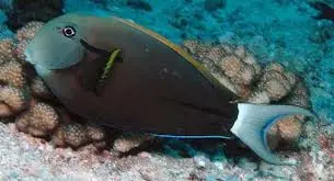 Black Shoulder Tang Acanthurus nigricaudus - Fish