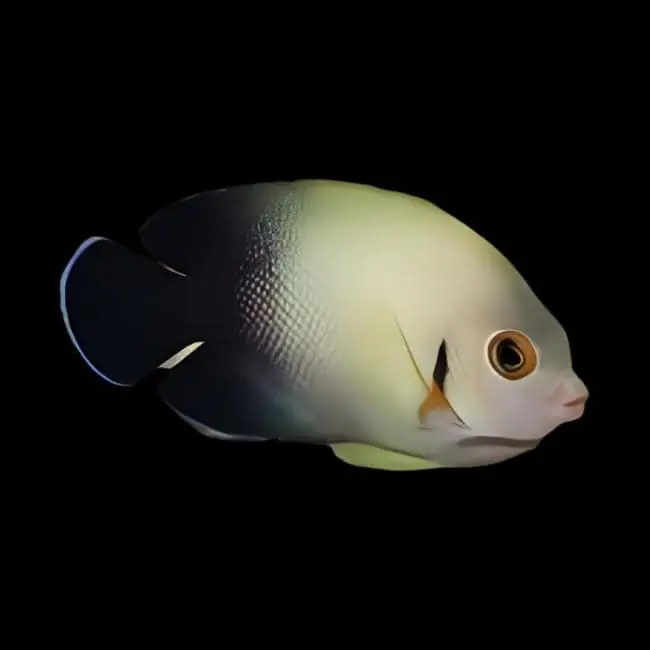 Half Black Angelfish Centropyge vroliki