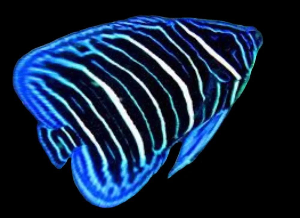 Annularis Angelfish Juvenile Pomacanthus annularis