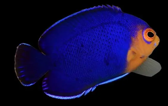 Atlantic Pygmy Angelfish Centropyge argi
