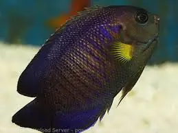 Indian Ocean Yellowfin Angelfish Centropyge flavipectoralis