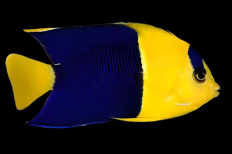 Bicolor Angelfish Fiji Centropyge bicolor