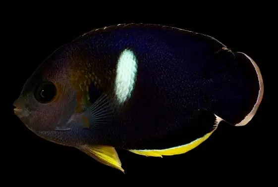 Melas Keyhole Angelfish Centropyge tibicen