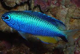 Alleni Damsel Pomacentrus alleni - Fish