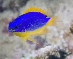 Fiji Devil Damsel Chrysiptera taupou - Fish