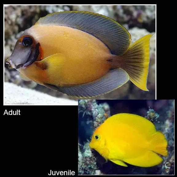 Chocolate (Yellow Mimic) Tang Acanthurus pyroferus - Fish