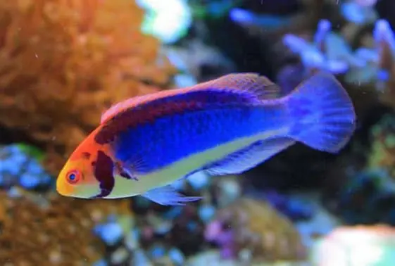 Clown Fairy Wrasse - Cirrhilabrus solorensis